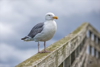 An adult Herring Gull perched on a railing at Westhaven Cove in Westport, Washington