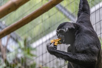 Pileated gibbon (Hylobates pileatus) at Zurich Zoo, Zurich, Germany, Europe