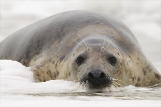 A female grey seal on the coast of Heligoland