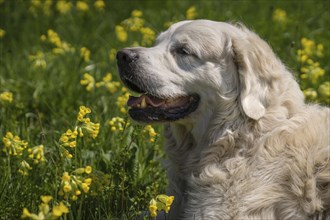 Golden Retriever in a meadow with primroses