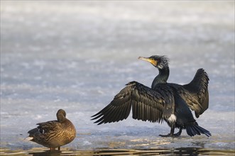 A cormorant dries its feathers on a frozen lake in winter