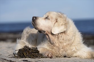 With my senior on the Baltic Sea beach