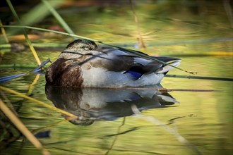 A mallard duck with eyes closed rests while floating among the weeds