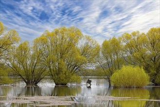 A landscape photograph os yellow willow trees standing in a flooded field and small lake in north