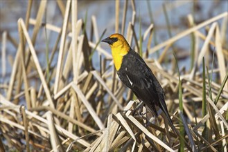 A yellow headed blackbird is perched on large dried grass by the water at Saltese Flats