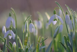 Close-up of common snowdrops (Galanthus nivalis)