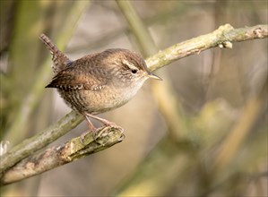 Small wren sitting on a branch in front of a blurred background