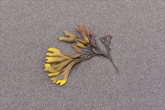 A close up of rockweed on the sand at Orange City beach in Washington