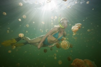 Swimming with harmless jellyfish, Mastigias papua etpisonii, Jellyfish Lake, Micronesia, Palau,