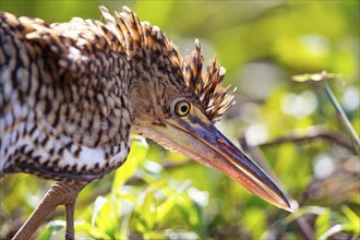 Rufescent tiger heron (Tigrisoma lineatum) Pantanal Brazil