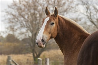 Horse on the pasture