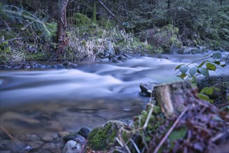 Long exposure shot of a river, forest floor in the foreground. Forest in the background.