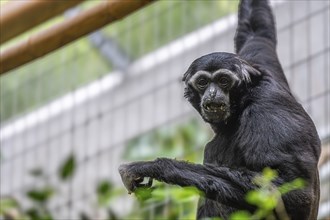 Pileated gibbon (Hylobates pileatus) at Zurich Zoo, Zurich, Germany, Europe