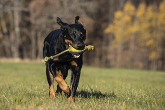 Retrieving Beauceron bitch