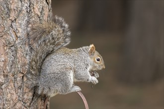 A cute squirrel is perched on a bird house hanger eating the seeds from it in Rathdrum, Idaho