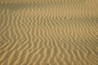 Golden hour of sand dunes, golden sun hitting the sand