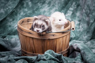 Two small ferrets in a basket together for a cute portrait