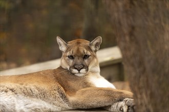 Young cougar (Puma concolor), known as Mountain lion in the ZOO