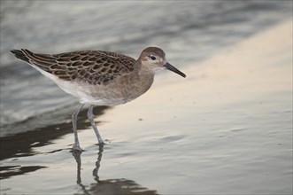 A Baird's sandpiper on the beach of the Pacific Ocean in Washingtone State, Usa