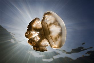 Mastigias jellyfish, Mastigias papua etpisonii, Jellyfish Lake, Micronesia, Palau, Oceania