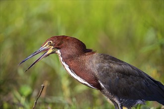 Rufescent tiger heron (Tigrisoma lineatum) Pantanal Brazil