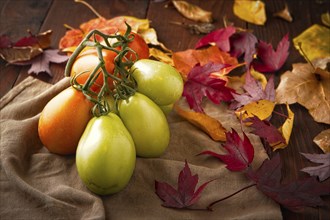 A studio photo of ripening roma tomatoes and autumn leaves