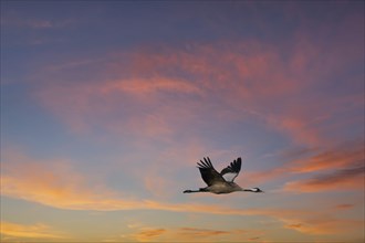 Cranes fly in the sky at sunset. Migratory birds on the Darss. Wildlife photo from nature in