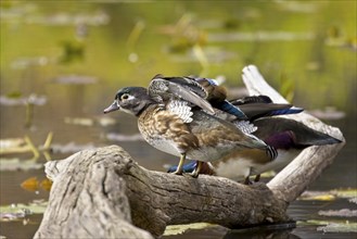 Female wood duck perched on a fallen deadwood flaps its wings in Coeur d'Alene, Idaho