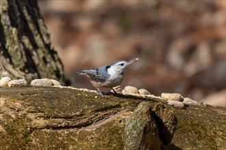 The white-breasted nuthatch (Sitta carolinensis) during spring courtship