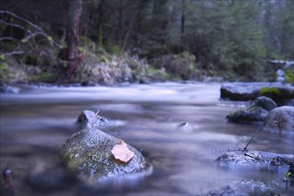 Long exposure shot of a river, stone in the foreground with a leaf. Forest in the background.