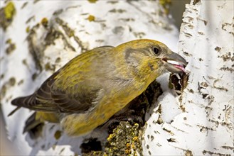 A close up of a female red crossbill feeding from a white tree near Cheney, Washington