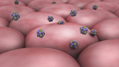 Norovirus attacking cell