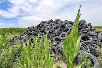 Old broken car tyres piled up up to form a mountain in a cornfield