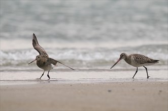 Two snipes on the Heligoland dune