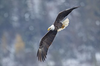 A majestic bald eagle is flying low in the sky in winter in north Idaho