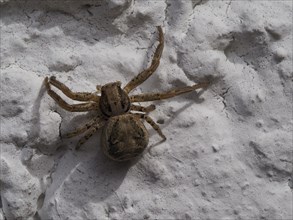 A cross spider sits on a white house wall