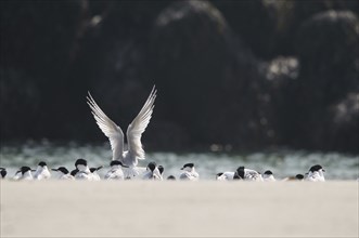 A Sandwich Tern lands with spread wings on the Heligoland dune