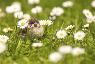 A tree sparrow chick sits between daisies and waits for food