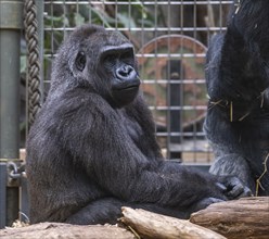 Gorilla (gorilla) at the zoo, Zurich, Zurich, Germany, Europe