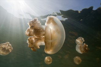 Mastigias jellyfish, Mastigias papua etpisonii, Jellyfish Lake, Micronesia, Palau, Oceania