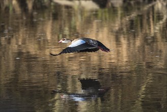 A Nile goose flies over the Saale