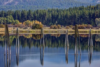 Large wood pilings in the waters of Pend Oreille River in Usk, Washington