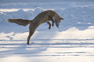 A red fox hunts a mouse in winter