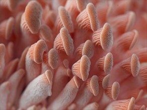 A macro studio photo of small pink oyster mushrooms in their early stages of growth