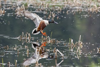 A northern shoveler duck flies in for a water landing near Coeur d'Alene, Idaho