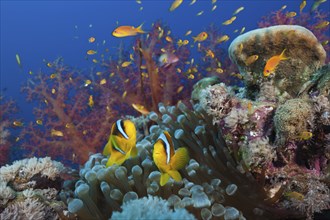 Red Sea anemonefish in the reef, Amphiprion bicinctus, Red Sea, Ras Mohammed, Egypt, Africa