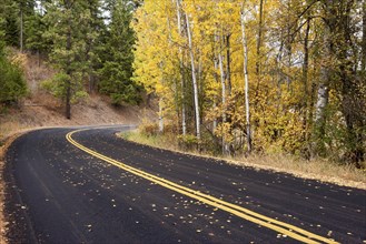 A country road goes by yellow leafed trees in Autumn just eat of Coeur d'Alene, Idaho