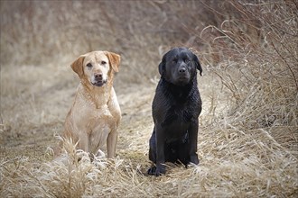 A black lab and a golden retriever sit together in a park in Hauser, Idaho