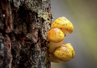 A small cluster of honey mushrooms on the side of a tree