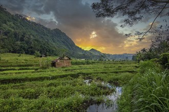 The green side of Bali, green rice terraces in the original Bali. Rice cultivation in the midst of